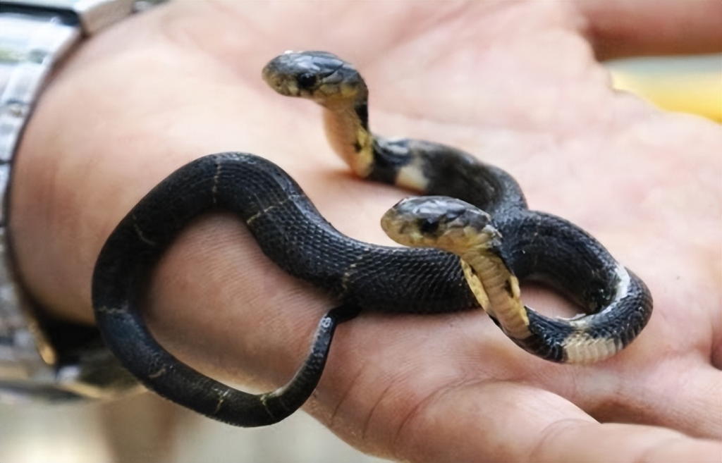 双头蛇-无界随笔 - 无界知识库 | 短视频案例库 |电商运营随笔