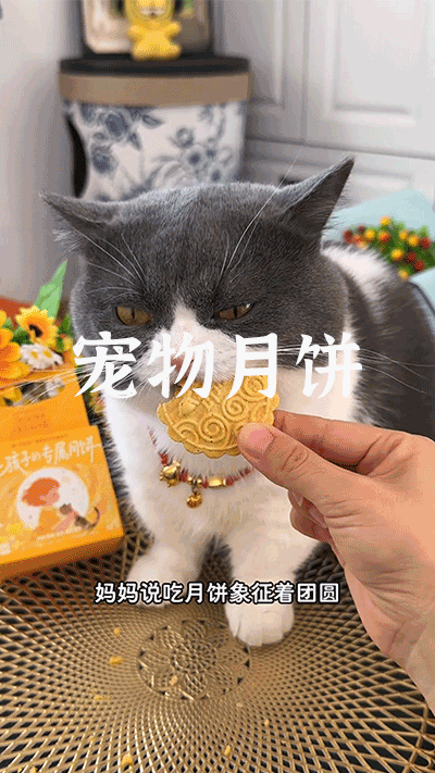 爆款拆解:第 2 集 宠物月饼-无界随笔 - 无界知识库 | 短视频案例库 |电商运营随笔