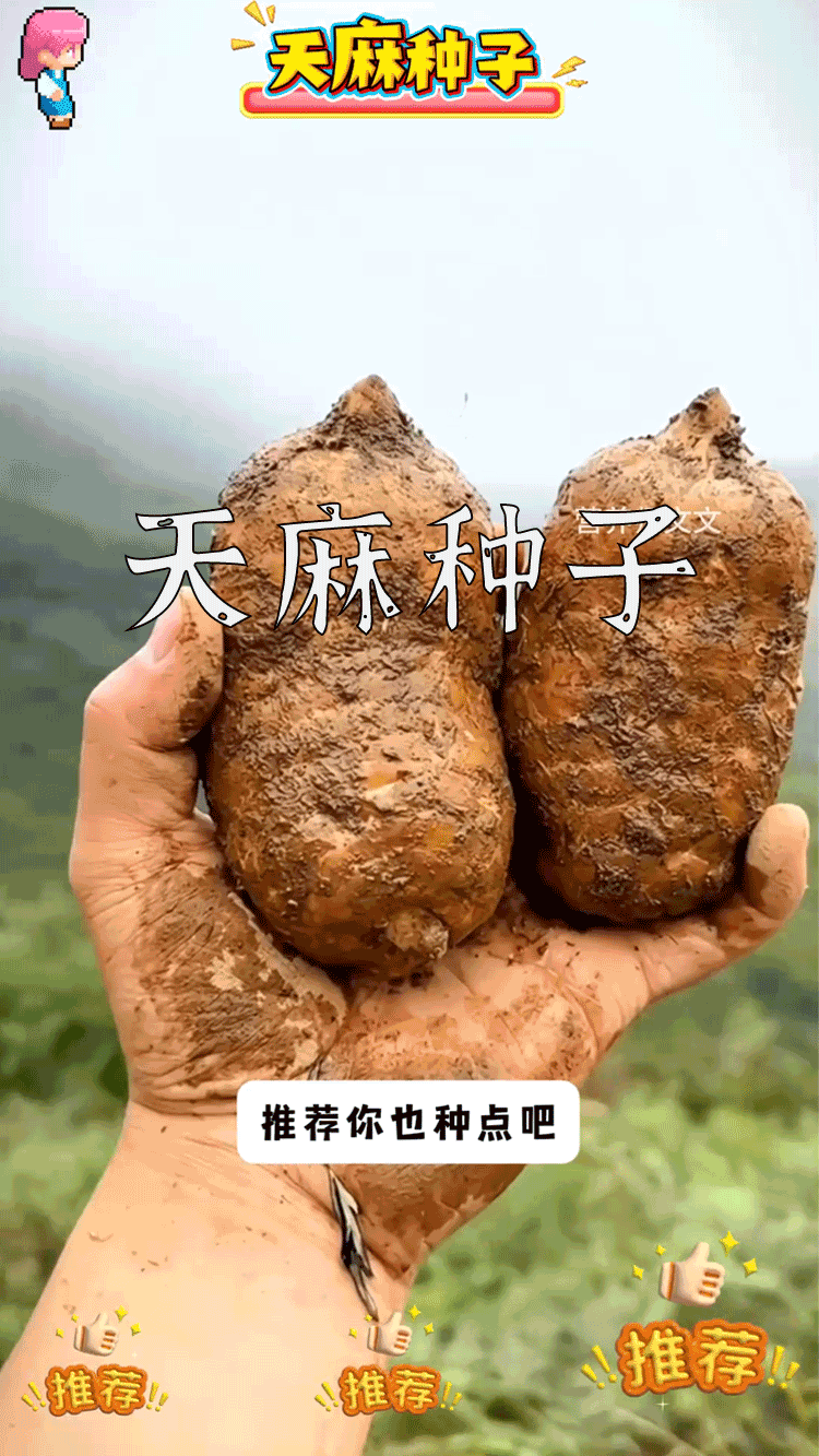 爆款拆解:第 71 集 天麻种子-无界随笔 - 无界知识库 | 短视频案例库 |电商运营随笔