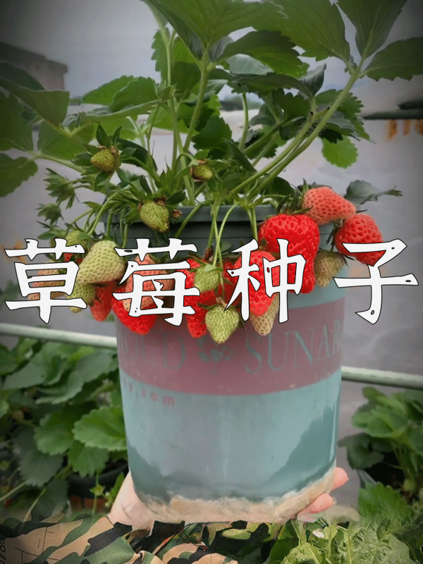 爆款拆解：第 157 集 草莓种子-无界知识库 - 无界随笔 | 短视频案例库 |电商运营随笔