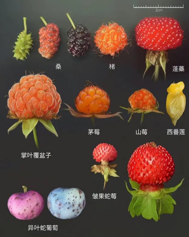 蓬蘽想到的-无界随笔