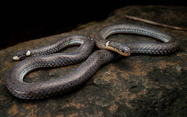 双头蛇-无界随笔